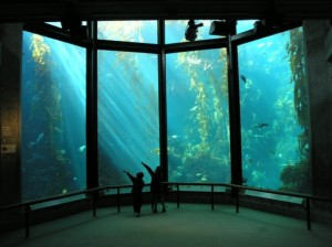 Monterey_bay_aquarium
